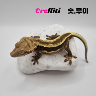 로키순혈-루이