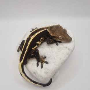 오닉스라인-오반