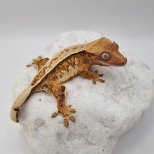 노멀 텐저린 풀핀 쿼드 드리피 화이트스팟