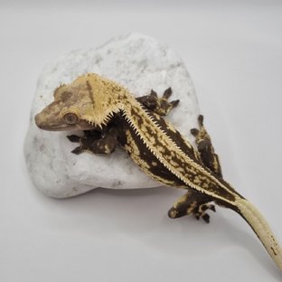 오닉스라인-오디