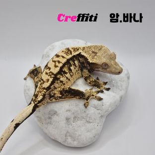 바나