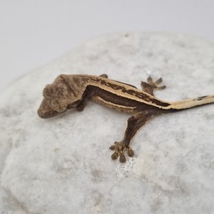 블랙 풀핀 쿼드 슈퍼스트라이프 엠티백