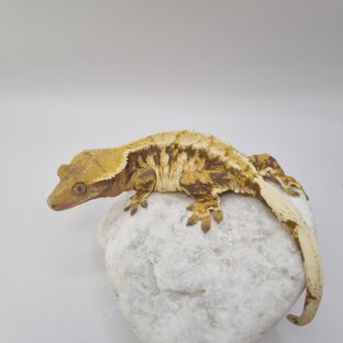 텐저린 트라이 익스트림할리퀸 화이트포트홀