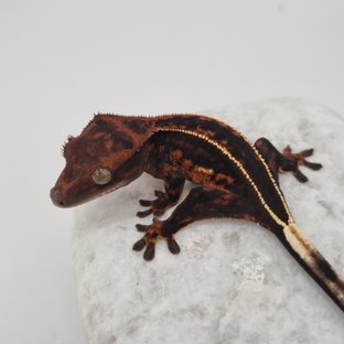 로키 다크 풀핀 슈퍼스트라이프 엠티백