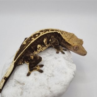 전크레버스-애월