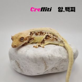 백찌