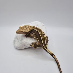 흑연