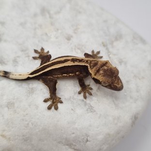 블랙 화이트 풀핀 슈퍼스트라이프 엠티백