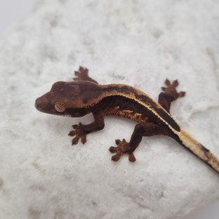 풀핀 엠티백 블랙