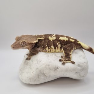 트라이 카푸치노