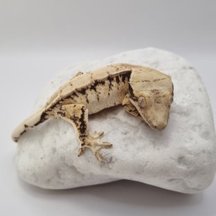 노멀 드리피 화이트스팟 익스트림할리퀸 화이트