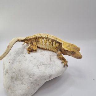 텐저린 트라이 익스트림할리퀸 화이트포트홀