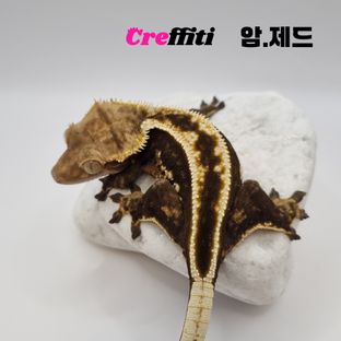 제드