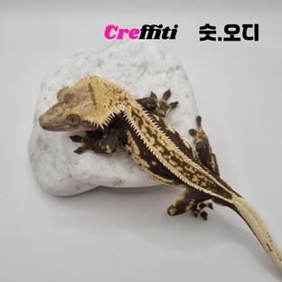 오닉스라인-오디
