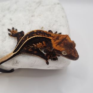 오닉스 블랙 풀핀 엠티백