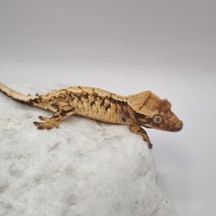 노멀 트라이 익스트림할리퀸