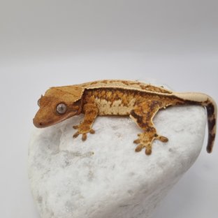 노멀 텐저린 풀핀 쿼드 드리피 화이트스팟