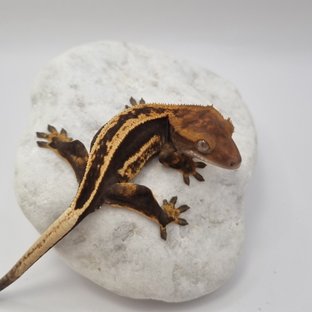 Onyx Black Full Pinstripe Quad Super Stripe Empty Back