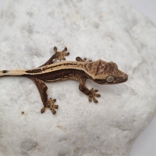 다크 풀핀 슈퍼스트라이프