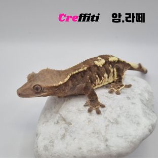 라떼