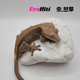 브루