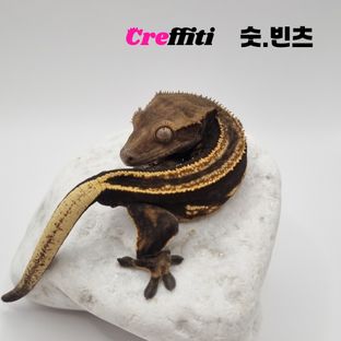 빈츠