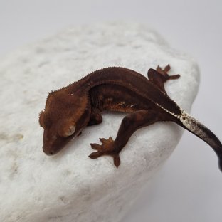 다크 팬텀 슈퍼스트라이프 엠티백