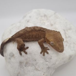 챠콜 레드 패턴리스