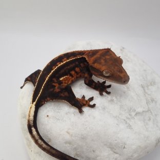 로키 다크 풀핀 슈퍼스트라이프 엠티백