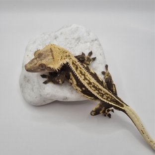 오닉스라인-오디