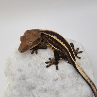 Onyx Full Pinstripe Black Super Stripe Empty Back Quad