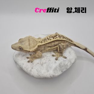 체리
