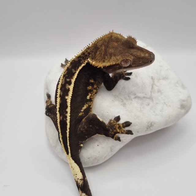 오닉스 다크 풀핀 엠티백