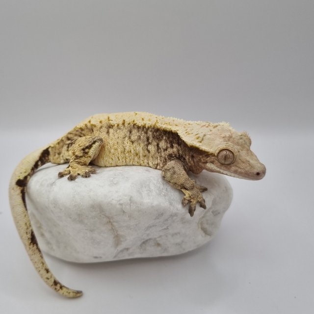 드리피 트라이 화이트스팟 화이트