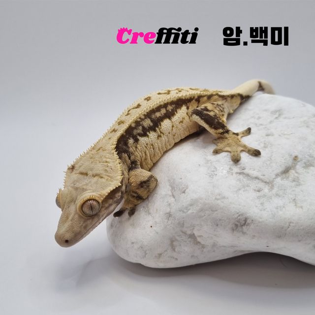 쿼드 핀스트라이프 화이트