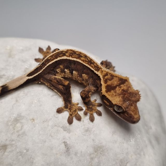 오닉스 블랙 풀핀 엠티백