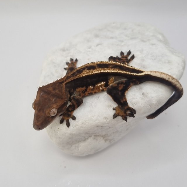 블랙 풀핀 슈퍼스트라이프 엠티백