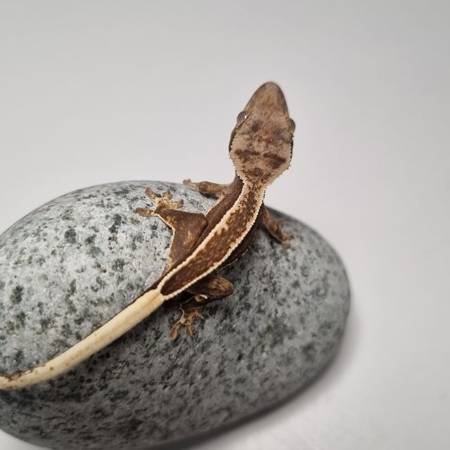 로키 풀핀 다크 크림시클 엠티백