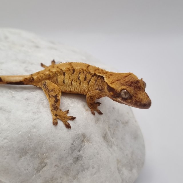 노멀 트라이 익스트림할리퀸