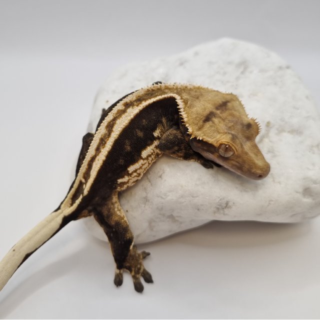 오닉스 블랙 슈퍼스트라이프