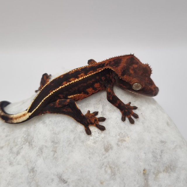 로키 다크 풀핀 슈퍼스트라이프 엠티백