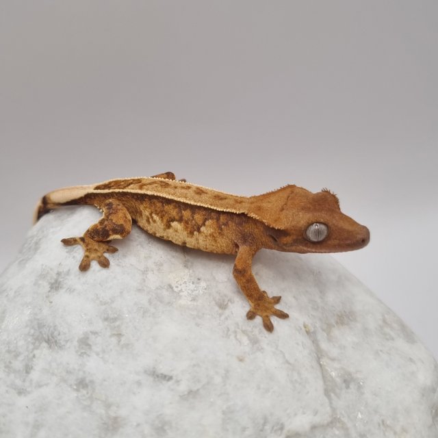 노멀 텐저린 풀핀 쿼드 드리피 화이트스팟