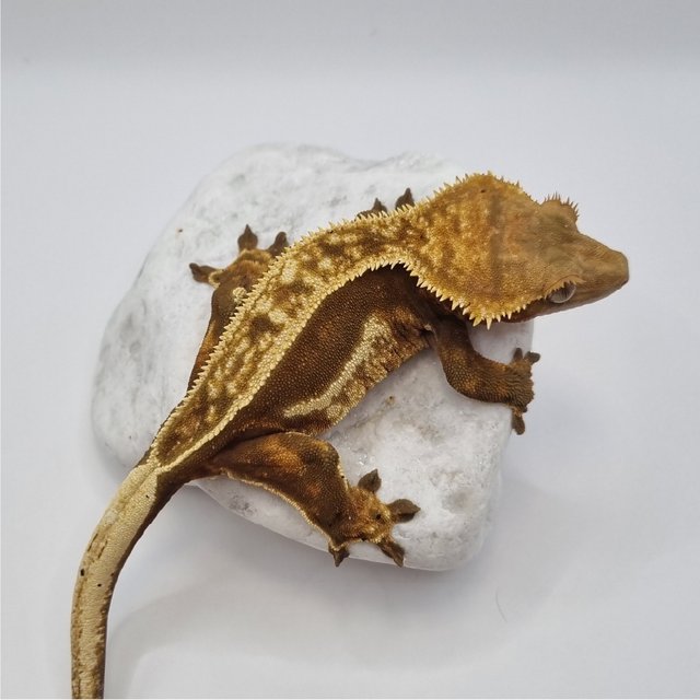 노멀 풀핀 엠티백 레드