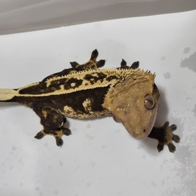 블랙 핀스트라이프 엠티백