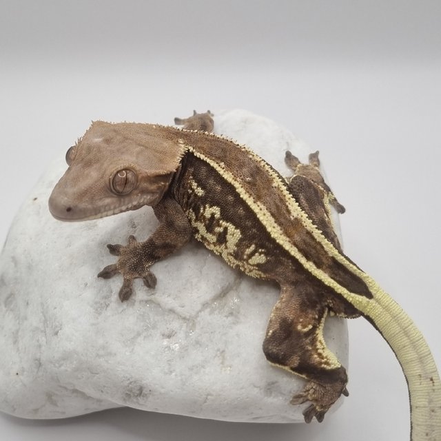 풀핀 엠티백 카푸치노