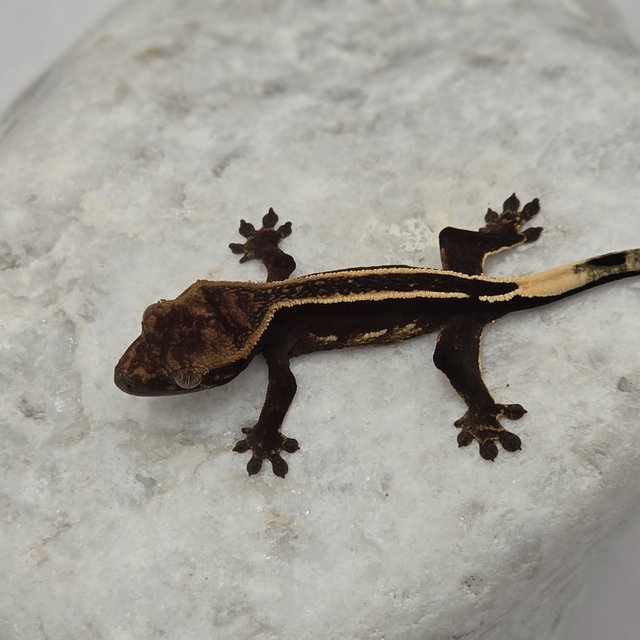 블랙 핀스트라이프 슈퍼스트라이프 엠티백