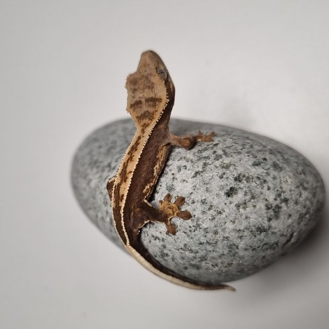 로키 다크 풀핀 엠티백