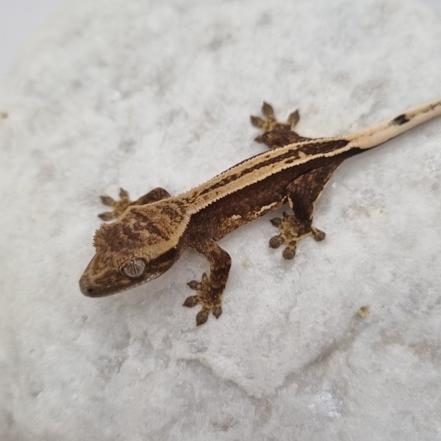 다크 풀핀 슈퍼스트라이프