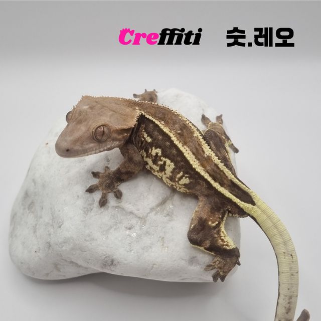 풀핀 엠티백 카푸치노