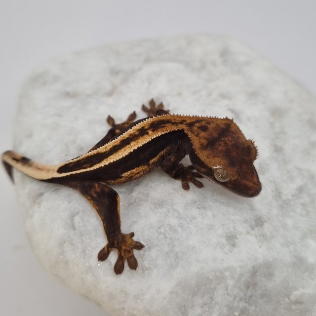 100%헷아잔틱 다크 풀핀 슈퍼스트라이프 엠티백